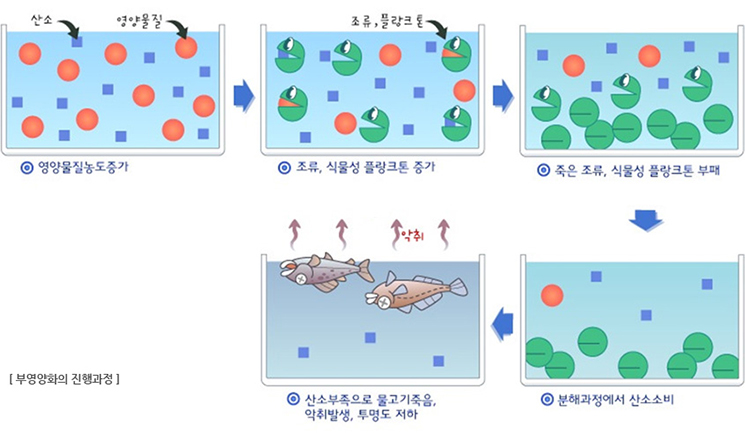 부영양화의 진행과정 -영양물질농도증가(산소, 영양물질) -조류,식물성 플랑크톤 증가(조류, 플랑크톤) -죽은 조류,식물 플랑크톤 부패 -분해과정에서 산소소비 -산소부족으로 물고기죽음, 악취발생, 투명도 저하(악취)