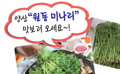 양산 월동 미나리 맛보러오세요!