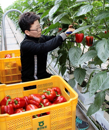 파프리카를 따고있는 모습