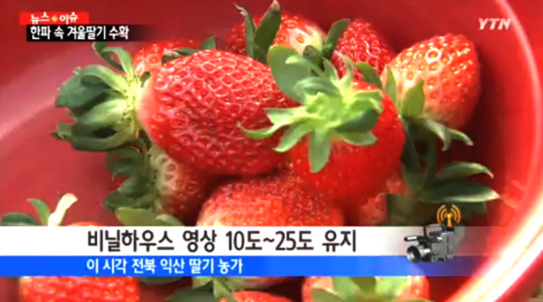 딸기 수확하는 뉴스사진