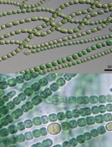 Anabaena (신경독소, 냄새물질 배출)